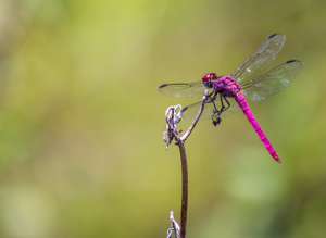 Picture 5 - A Red Dragonfly